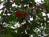 e0150989_21232714.jpg