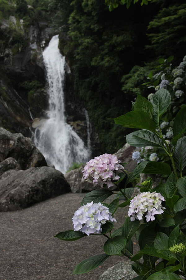 09．06．13：見返りの滝、大聖寺、大和菖蒲園で撮影三昧２_c0007190_19253011.jpg