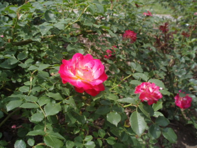 c0086895_21571982.jpg