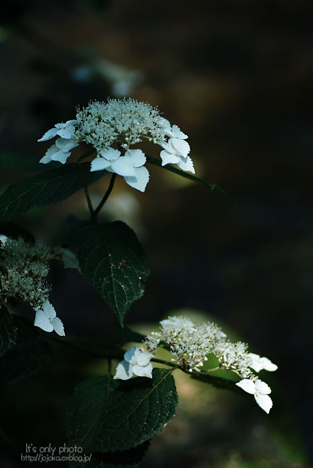 e0008800_23272497.jpg