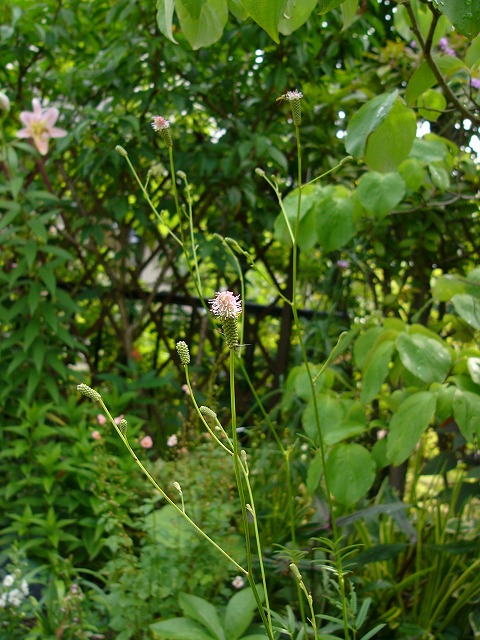 a0123003_20563422.jpg