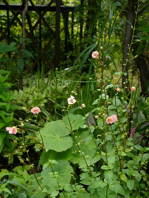 a0123003_2058318.jpg