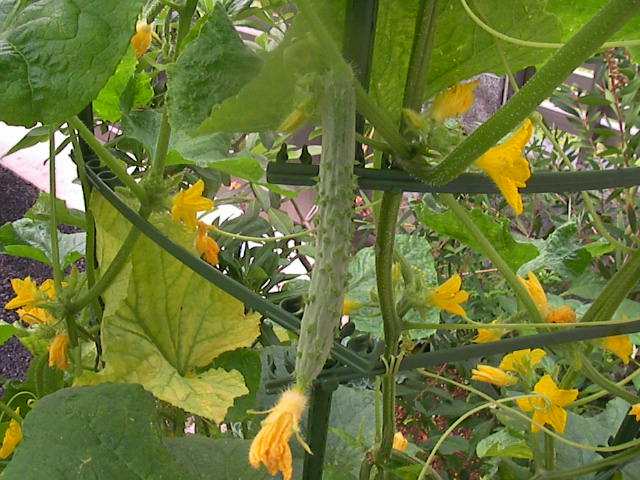 f0038407_14222972.jpg