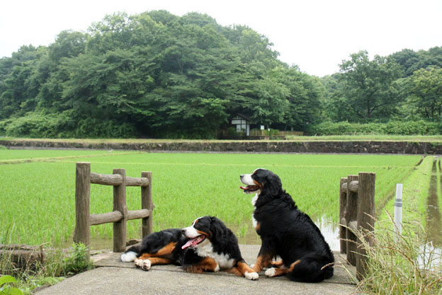 雨上がりの朝_f0137508_12395549.jpg