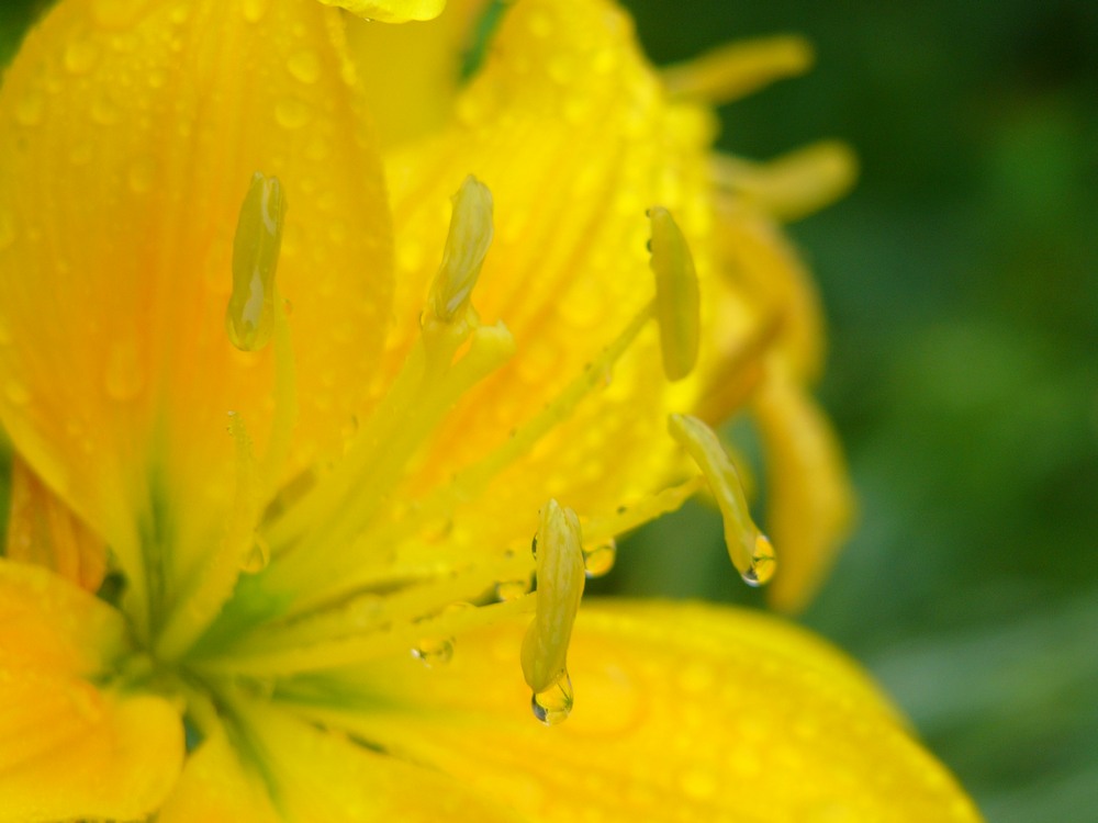 雨の日の植物園・３_c0062511_23444235.jpg