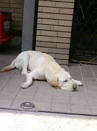 BUGY CRAXONE @ 吉祥寺PLANET K 09.6.20_d0131511_2295870.jpg