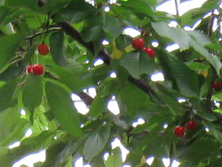 b0184113_6265496.jpg