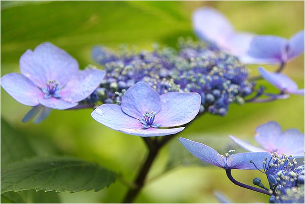   今日もまた庭の花で・・・・_c0100214_15203548.jpg