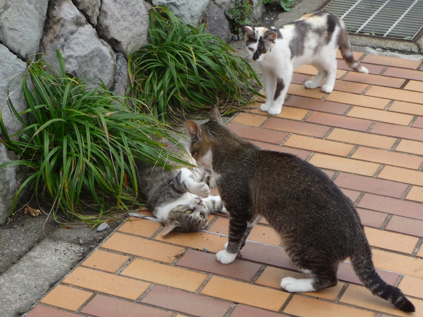 今日はじゃれ合う４兄弟。。_d0036225_19362151.jpg