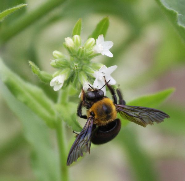 熊蜂→クマバチ_c0104227_22401318.jpg