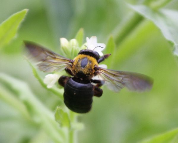 熊蜂→クマバチ_c0104227_22411711.jpg