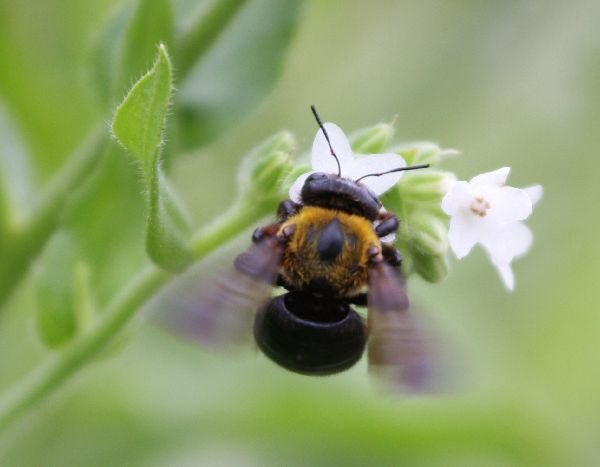 熊蜂→クマバチ_c0104227_22421344.jpg