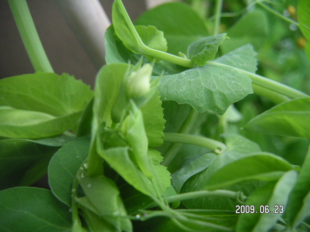 a0020929_95854.jpg
