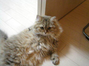 うちわ_e0157129_20144063.jpg