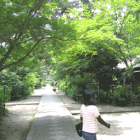 京都要庵歳時記「寺町通から水無月の梨木神社まで」萩をもとめて（5）_d0033734_1538114.gif