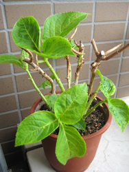 f0038336_8455916.jpg