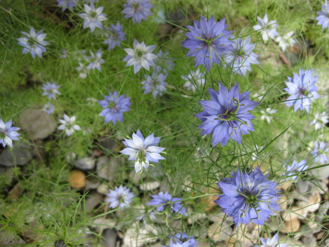 c0117239_13445484.jpg