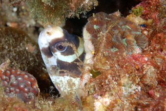 タツノハトコ_b0186442_20154191.jpg