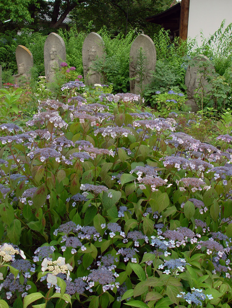 奈良市　般若寺　紫陽花_c0108146_061922.jpg