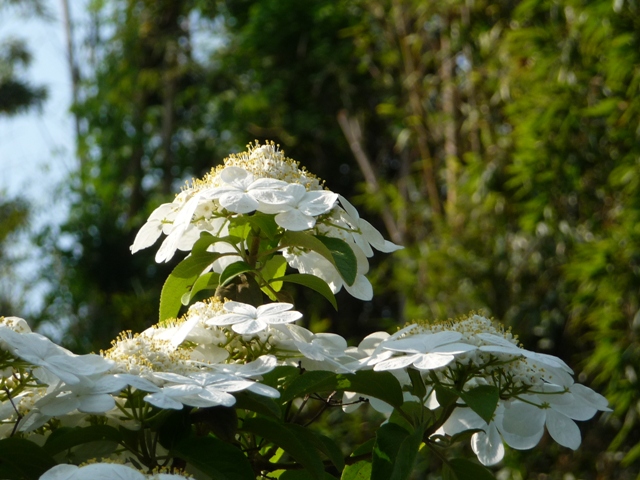 唐招提寺の瓊花1_d0042474_12572372.jpg