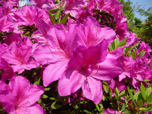 d0042474_14535174.jpg