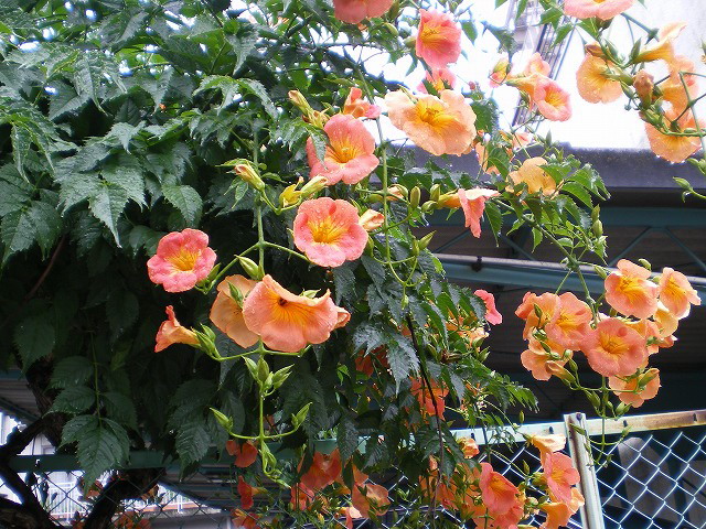 梅雨を忘れさせてくれる花 ノウゼンカズラ 自然風の自然風だより 梅雨を忘れさせてくれる花 ノウゼンカズラ 自然風の自然風だより