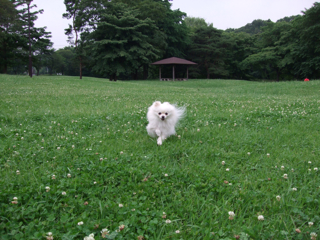 野川公園_d0091177_933101.jpg