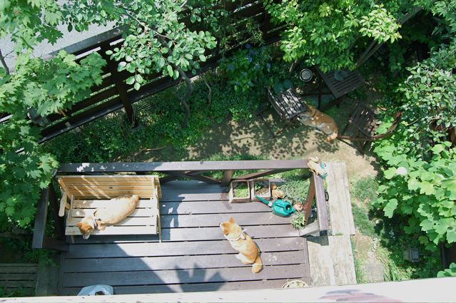 狭い庭でも 柴犬と楽しむ庭と生活