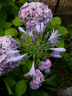 a0123003_1852888.jpg