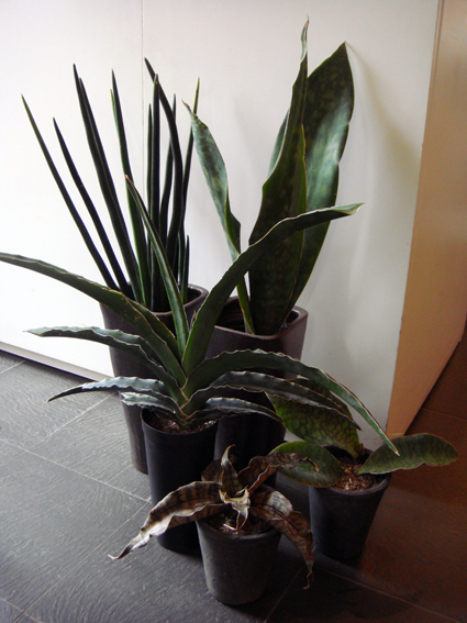 Snake plant_f0160407_562433.jpg