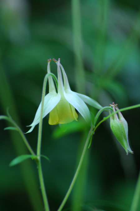 妖精の森_f0181018_23315379.jpg