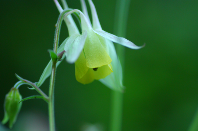 妖精の森_f0181018_2331873.jpg