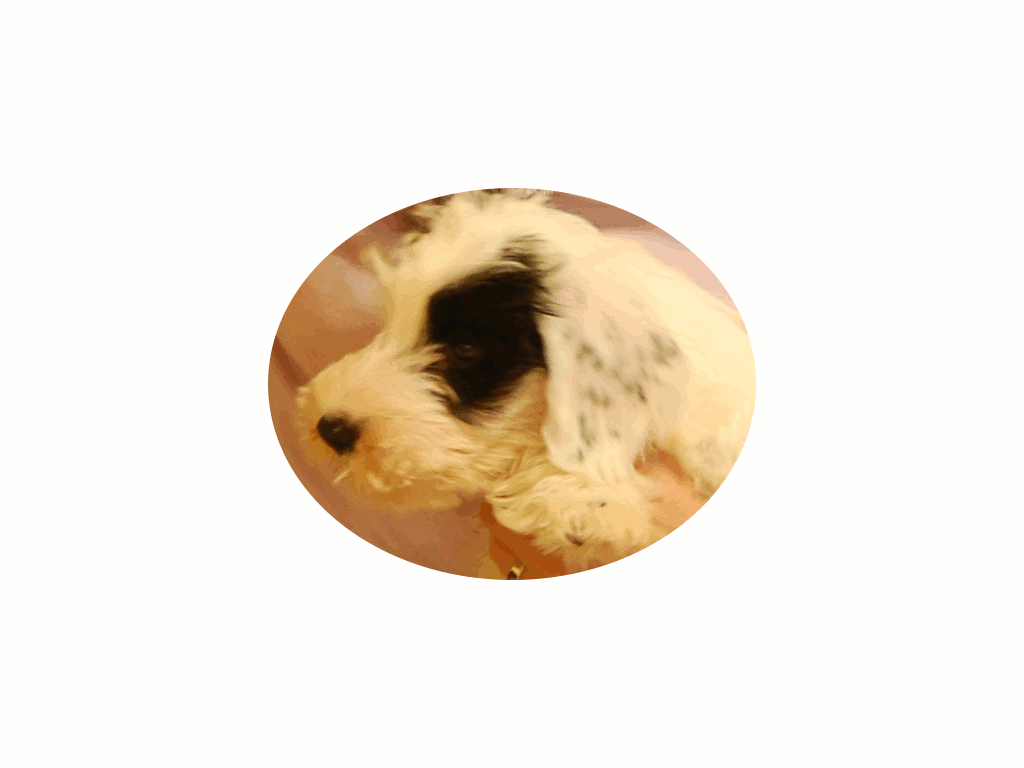 a0122619_114937.gif