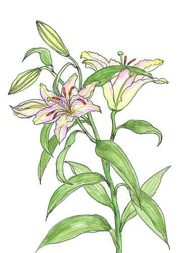 ユリの花スケッチ ペン下絵 に淡彩仕上げ 黄昏ぱぴやん電脳日記 ユリの花スケッチ ペン下絵 に淡彩仕上げ 黄昏ぱぴやん電脳日記