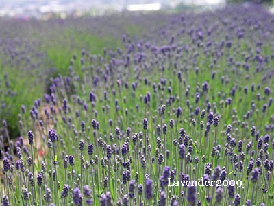 今年も届きます 富良野ラベンダー 英国草花と高知里山暮らしと ラベンダー ハーブとアロマテラピーの学校