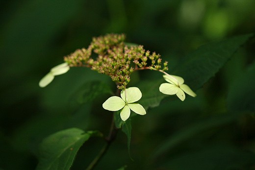 野草園の合歓の木・・・etc_d0029333_19262420.jpg