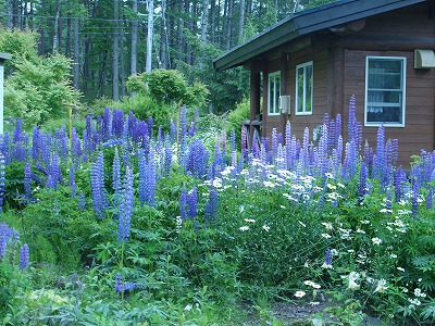 ルピナスの家とバラクライングリッシュガーデン Yoko Gardenの小部屋