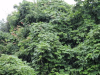 c0097838_1243195.jpg