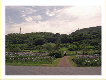 横須賀しょうぶ園_f0040041_2304995.jpg