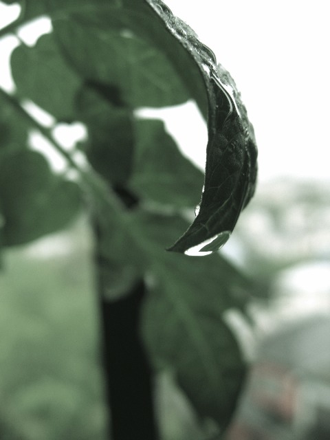 a0051742_10504.jpg