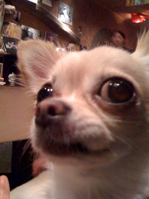 10歩に1犬>>>縁縁_f0196753_221319.jpg