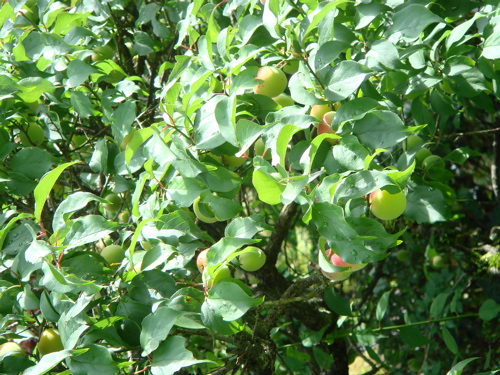 e0125762_013468.jpg