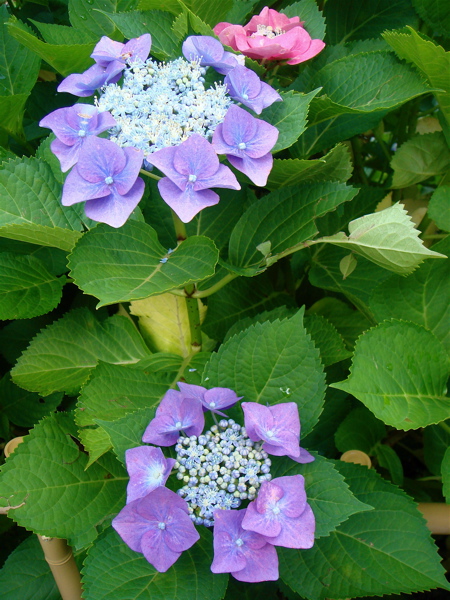 e0125762_0241550.jpg