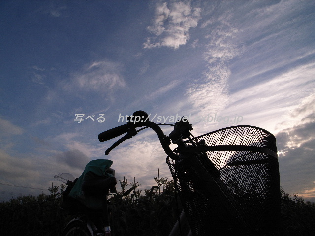 虹　雲　夕方　自転車　トオモロコシ畑　シルエット　（埼玉県　上里町）_c0153764_1736417.jpg