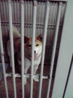 茶白雑種♀1 才半、里親さん急募!!_c0167175_22362027.jpg