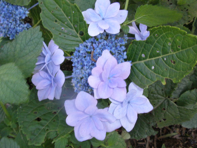 b0157276_10105312.jpg