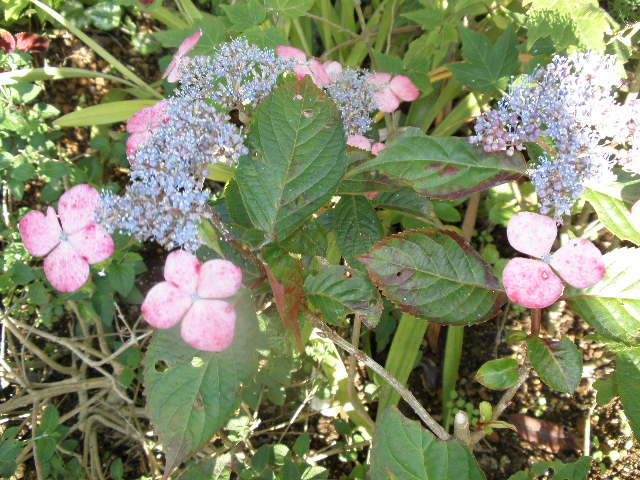 b0157276_1011563.jpg