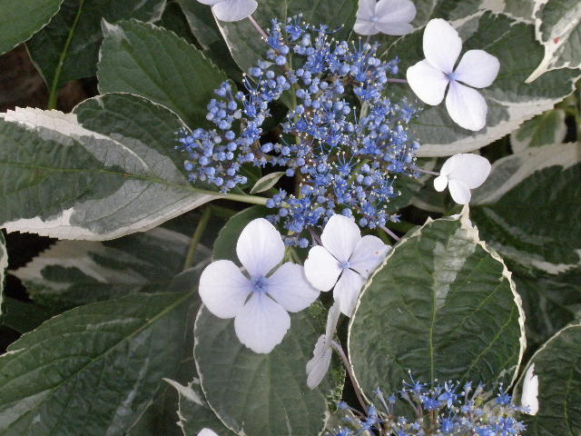 b0157276_10125244.jpg