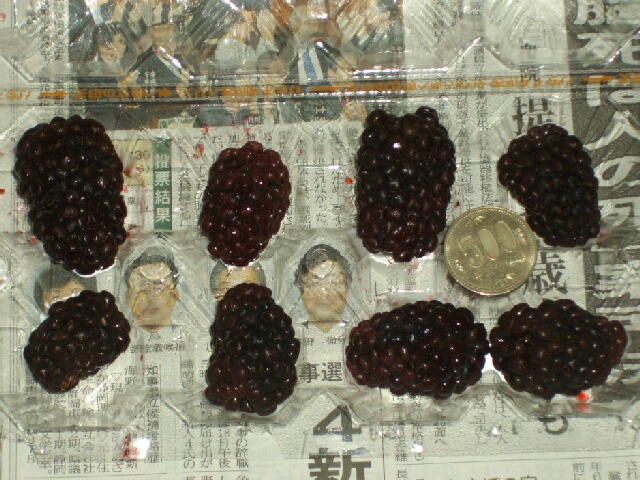 ブラックベリー栽培の新たな試み ブルーベリーの育て方 栽培 ブルーベリー ノート Blueberrynote