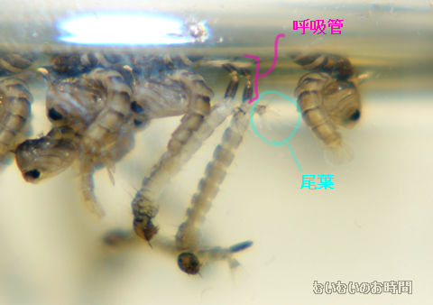 ヒトスジシマカ ボウフラとオニボウフラ むいむいのお時間 ヒトスジシマカ ボウフラとオニボウフラ むいむいのお時間